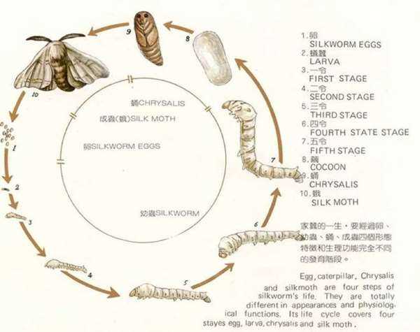 蚕的演变过程图片