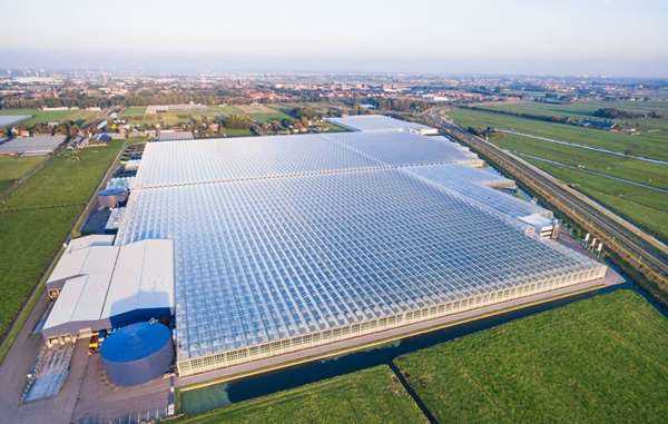 荷兰温室园艺作物生产的特点是机械化和自动化的设施栽培, 生产中的