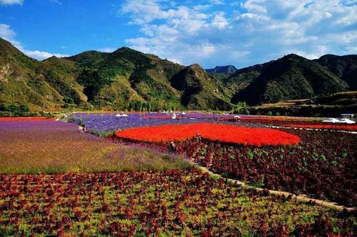 河源醉蝶谷花海图片