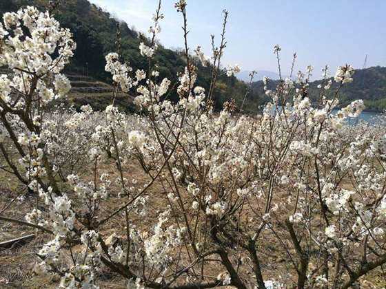 桃花岭古道图片