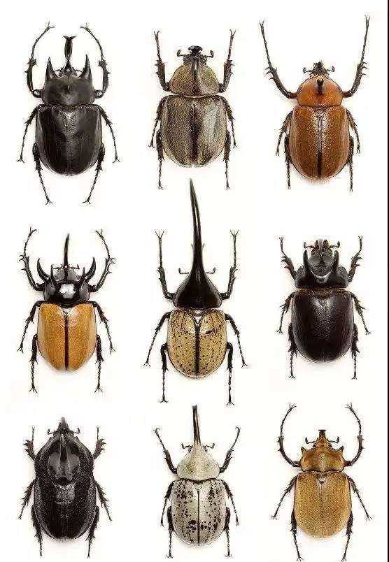 甲虫种类大全名称图片