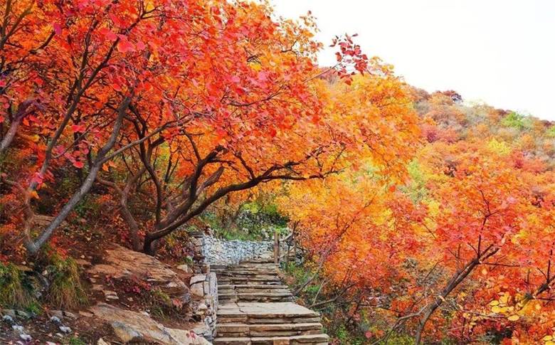 【财研会】金秋十月,让我们一起爬香山,赏枫叶,聊理财