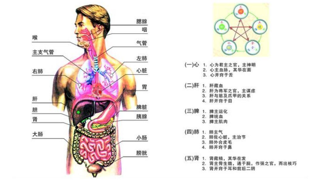 哈慈五行针减肥图图片