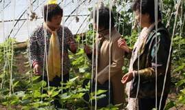 12月5日京北延庆生态温室农庄亲子游园、项目路演及后疫情时代创富交流活动