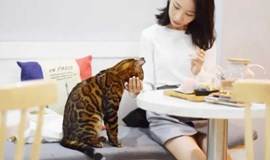 【单身活动】周末单身交流会+撸猫+桌游（广州活动）