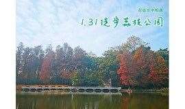 1月31日荔枝公园环湖徒步，遇见诗意落羽杉，看梅花惊艳开放