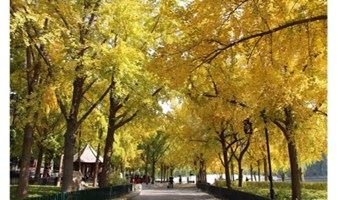 北京二环里的古典园林赏花，认识新朋友（北京活动）