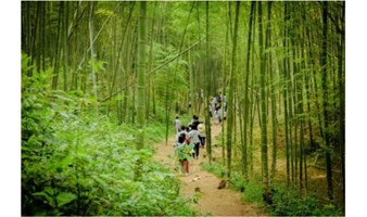 每周六/日出发【星溪徒步】 徒步穿越十里竹海 感受最美乡村小径