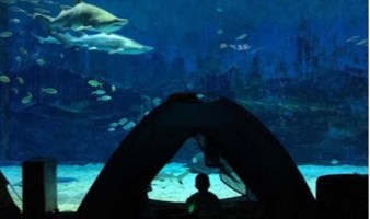 夜宿海洋馆| 在北京海洋馆，寻找属于你的海底奇缘（可亲子 可单飞）