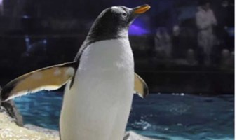 来海洋馆做企鹅保育员（亲子半日营）亲喂/制食/科普，与洪氏环企鹅零距离
