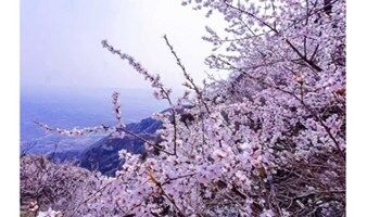 凤凰岭｜周末1日京郊游三生三世十里杏春花海の近郊登山赏花摄影一日休闲游