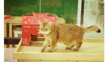 北京亲子游 动物保育师丨善待流浪动物从你我做起，累积2H资源北京 公益时长