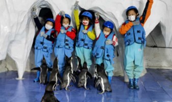 小小企鹅保育员（看海豹表演）亲喂/制食/科普，与洪氏环企鹅零距离