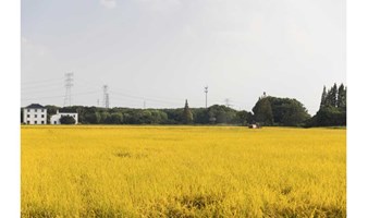 柴米多丰收季 | 回到稻田的语言