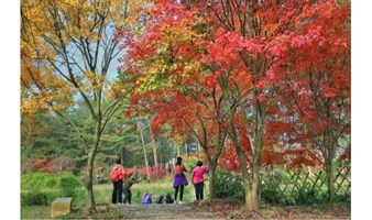 大型活动【广100番外站】第三届佛冈田野绿世界枫林徒步节,体验行走力量，感受自然呼吸！