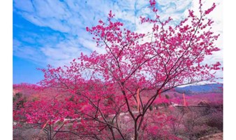 2024樱花季徒步丨广100番外站：行走漫山遍野，奔赴龙年初春的浪漫