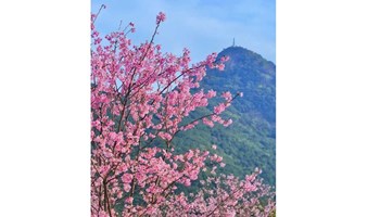 【赏花Flower Viewing】三洲田徒步环保行 Sanzhoutian Hiking&Trash Picking 