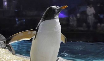 小小企鹅保育员（看海豹表演）亲喂/制食/科普，与洪氏环企鹅零距离