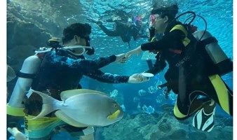 北京潜水 富国海底世界水肺潜水 和鱼儿嬉戏~水肺潜水 潜水活动