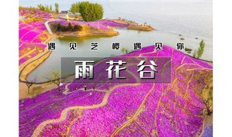 1日｜又见•雨花谷｜遇见芝樱遇见你の中国最大芝樱花海-徜徉粉色花毯