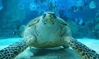 北京亲子游 我是海龟守护者 海洋研学 喂海龟、海底世界亲子游 