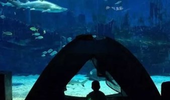 夜宿 北京海洋馆| 夜宿海洋馆，海底露营，寻找属于你的海底奇缘