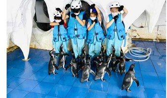 来海洋馆做企鹅保育员（亲子半日营）亲喂/制食/科普，与洪氏环企鹅零距离