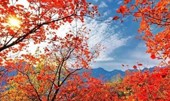 周六1日【泗马沟】药王谷秋景，登山赏漫山遍野红叶，一日全新赏秋线路 