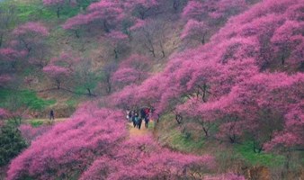 探访宁波的网红赏梅地，漫步蒋氏故里-溪口古镇（上海出发1天活动）