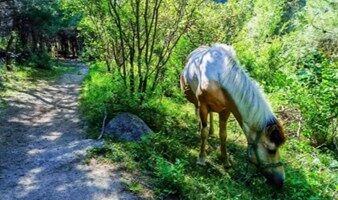 周末1日【莲花滩】山野秘境｜森林溪水.走近神奇一线天