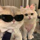 喜欢可爱小猪