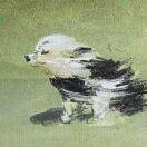 舌甘