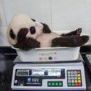 茆致康