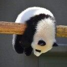 兰